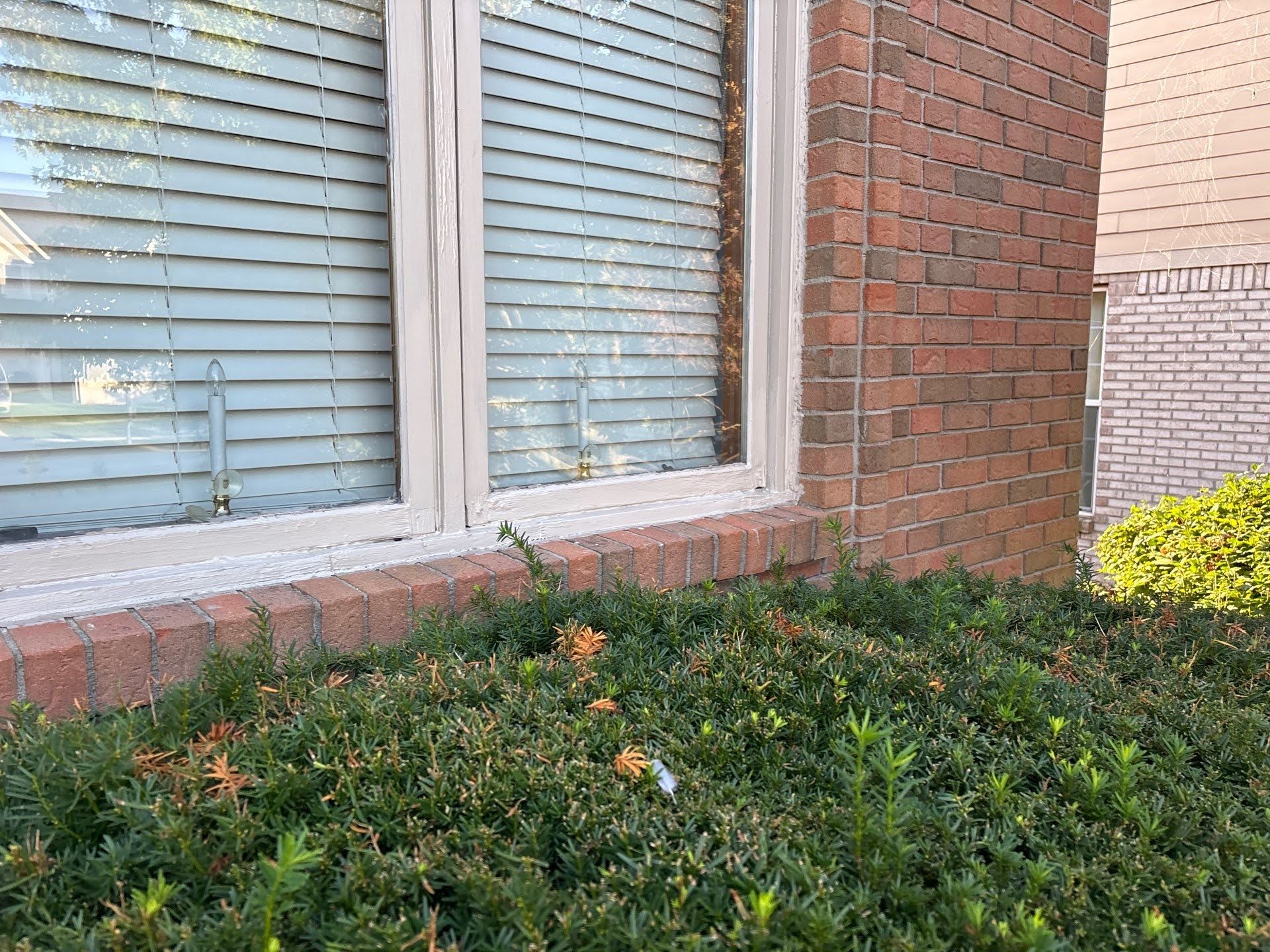 Brick House Window With Green Shrubs Lawton Residence exterior painting: Close-up of brick wall and window trim